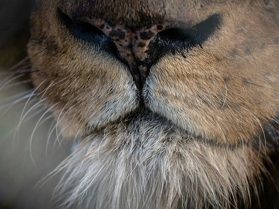 Museau d'un lion en Afrique