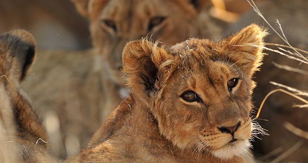 Lions au Kruger National Park - Afrique du Sud