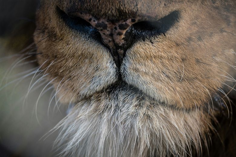 Museau d'un lion en Afrique