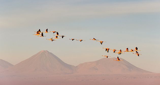 Chili- Groupe de flamants roses en vol