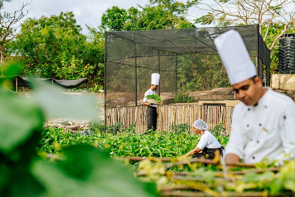 The Residence Zanzibar - Potager