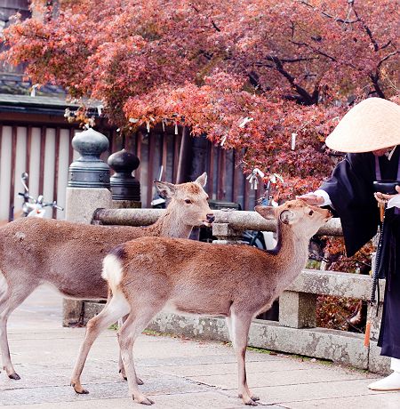 Moine bouddhiste avec 2 biches à Nara - Japon