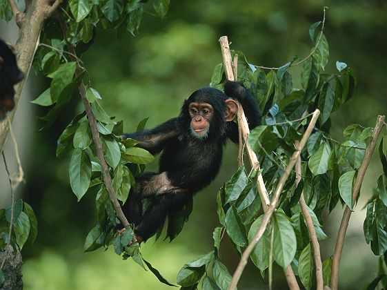 Chimpanzé