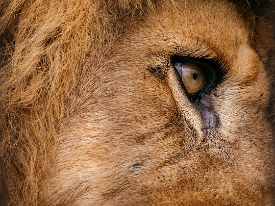 Portrait d'un lion