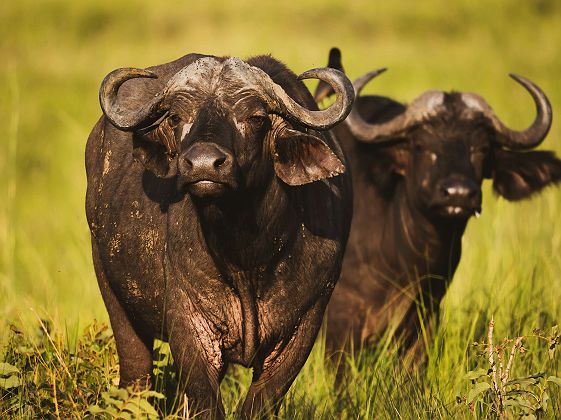 Buffles dans les plaines du Queen Elizabeth National Park