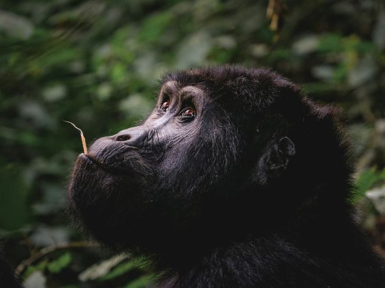 Portrait d'un gorille