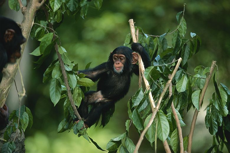 Chimpanzé