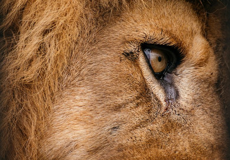 Portrait d'un lion