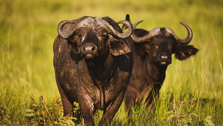 Buffles dans les plaines du Queen Elizabeth National Park