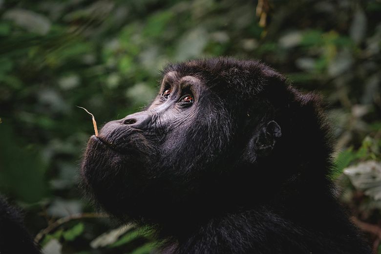Portrait d'un gorille