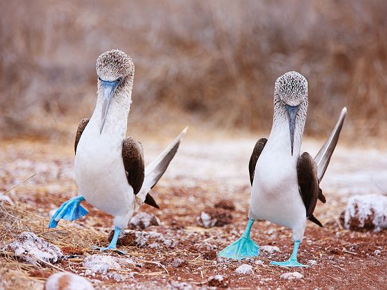 Galapagos - Groupe de fous à pieds bleus