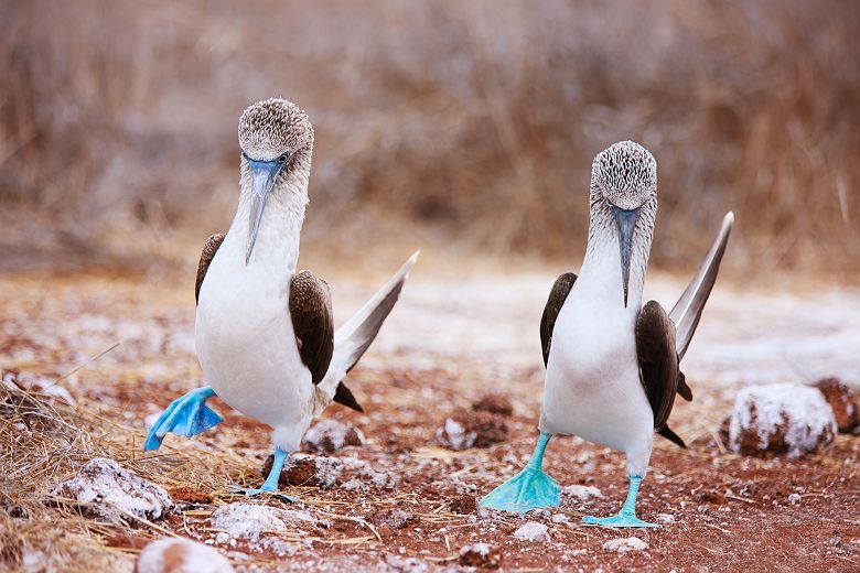 Galapagos - Groupe de fous à pieds bleus