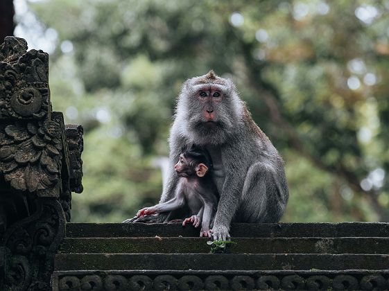 Ubud - Monkey forest - Singes 