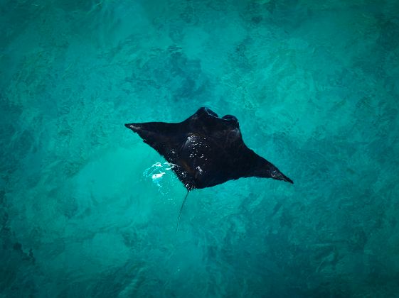 Raie Manta - Bali - Nusa Penida 