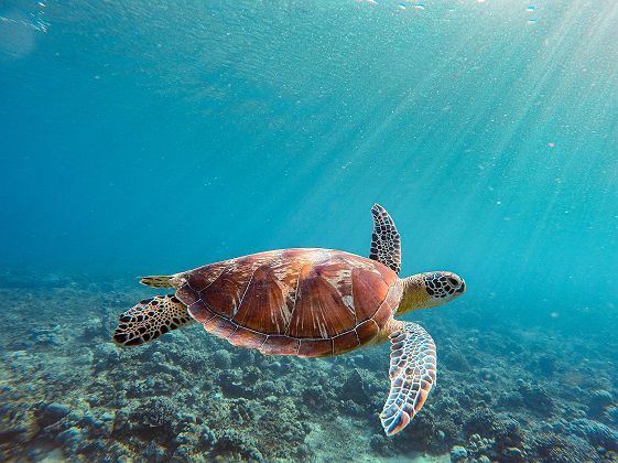 Tortue Bali