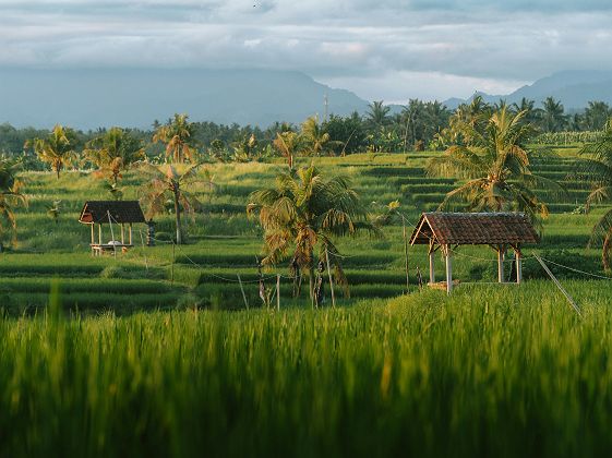 Rizières à Bali