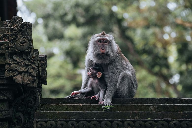 Ubud - Monkey forest - Singes 