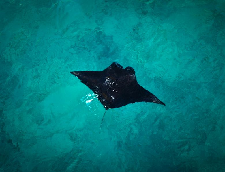 Raie Manta - Bali - Nusa Penida 