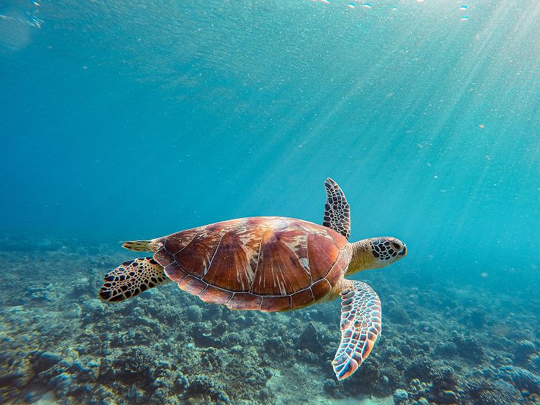 Tortue Bali