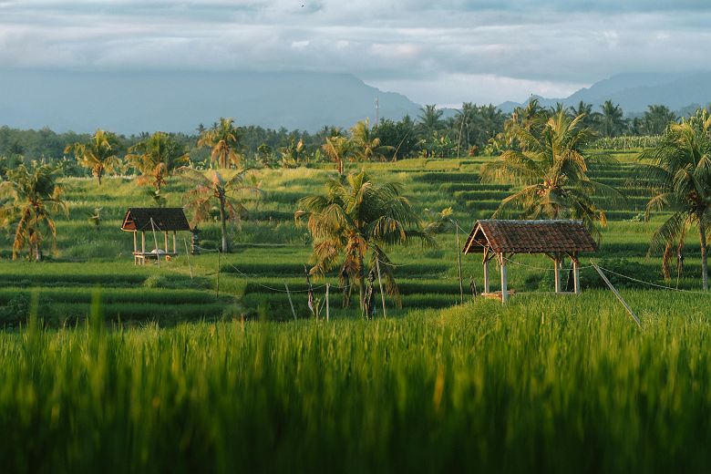 Rizières à Bali