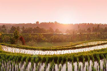 Rizières au coucher du soleil - Bali, Indonésie