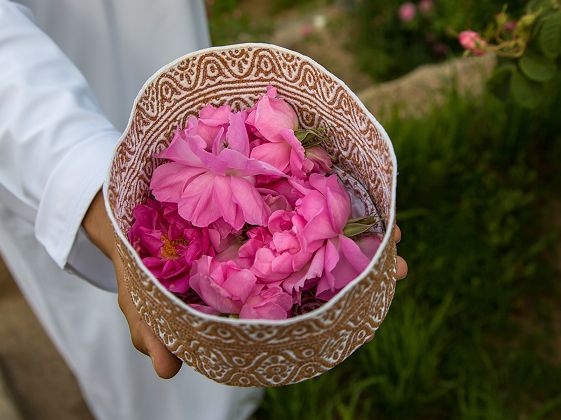 Rose de Damas à Oman 