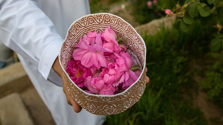 Rose de Damas à Oman 