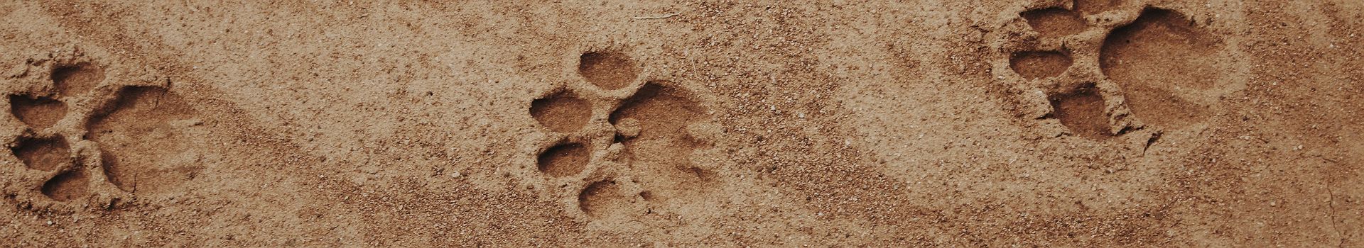 Empreintes de lions
