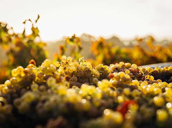 Vignes