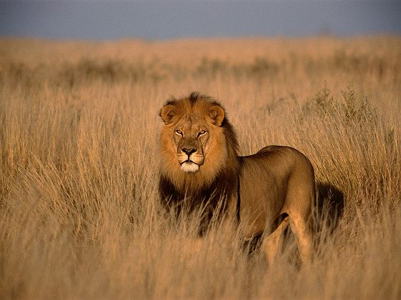 Lion dans la brousse