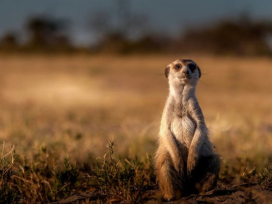 Suricate