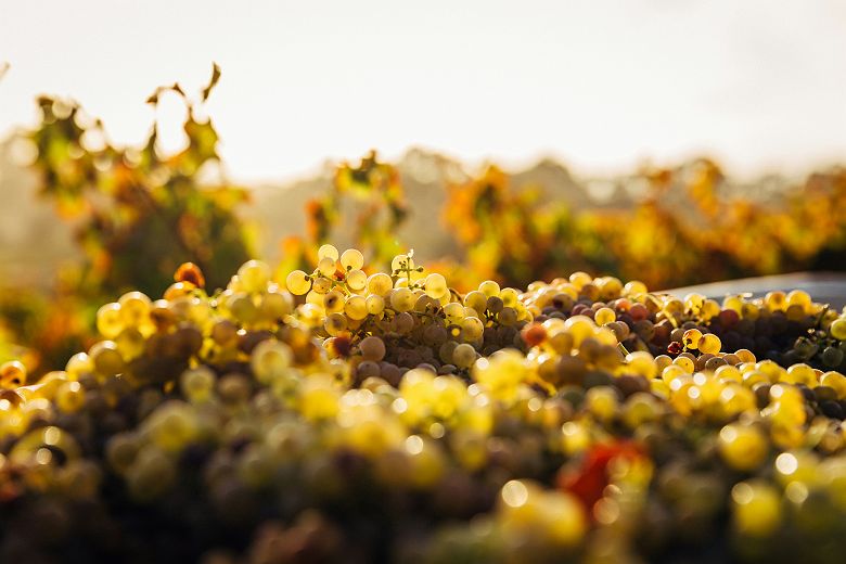 Vignes