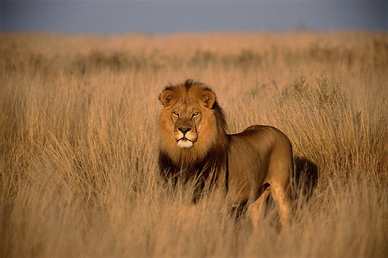 Lion dans la brousse