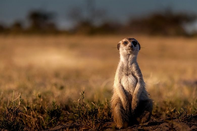 Suricate
