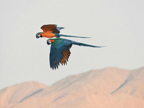 Perroquet survolant les paysages d'Oman 