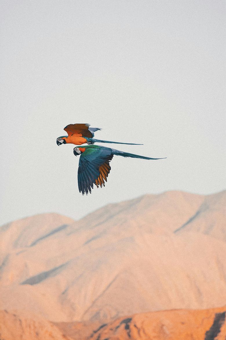 Perroquet survolant les paysages d'Oman 