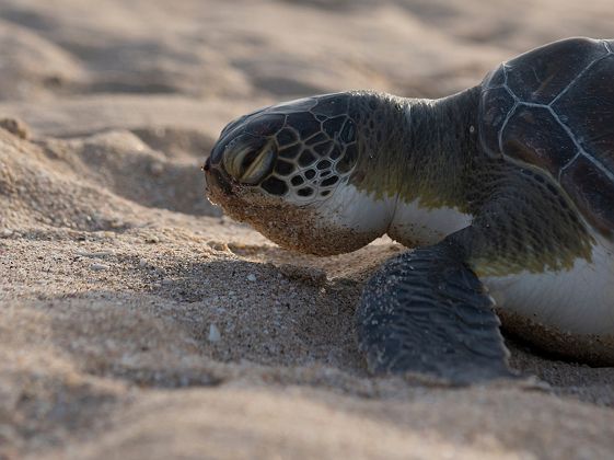Tortue endormie dans la réserve naturelle de Raz al jinz