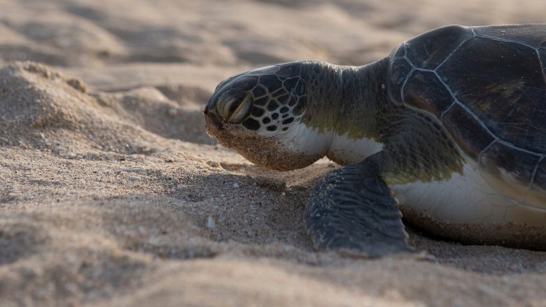 Tortue endormie dans la réserve naturelle de Raz al jinz