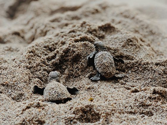Bébés tortues