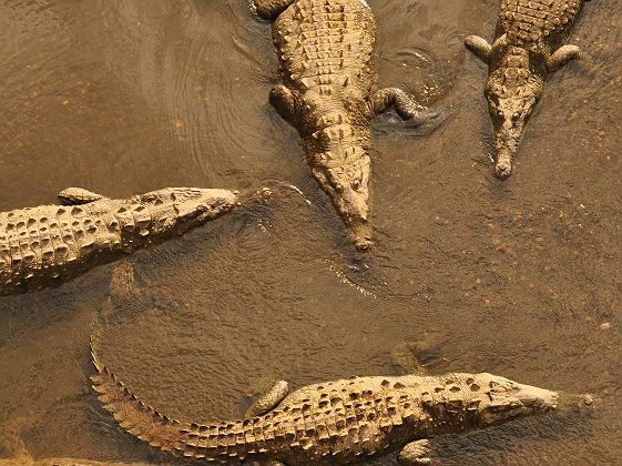 Crocodiles à Tarcoles