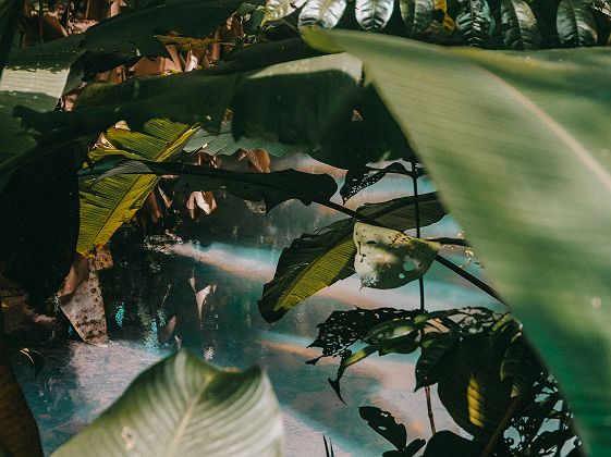 Nature et verdure au Costa Rica