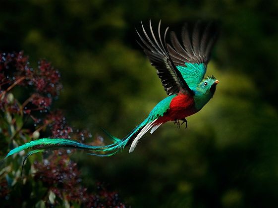 Portrait d'un Quetzal