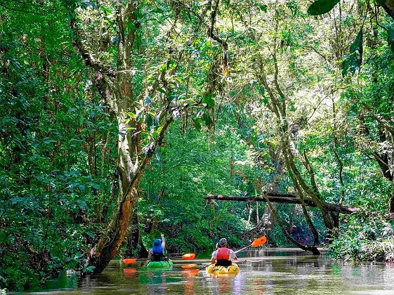 Excursion en kayak sur le Rio Tres Amigos - Maquenque Ecolodge
