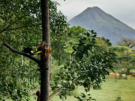 Toucan qui mange une banane avec volcan Arenal en fond