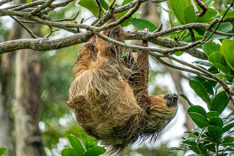 Paresseux au Costa Rica