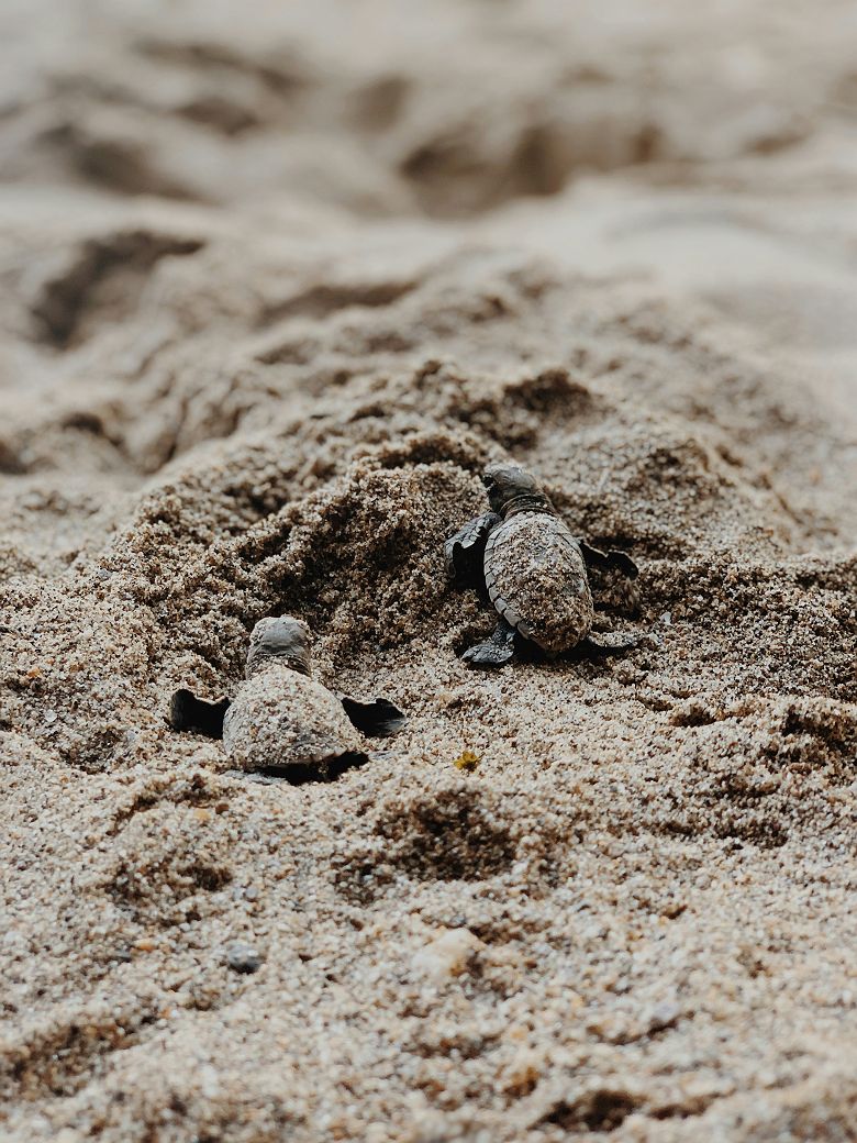 Bébés tortues