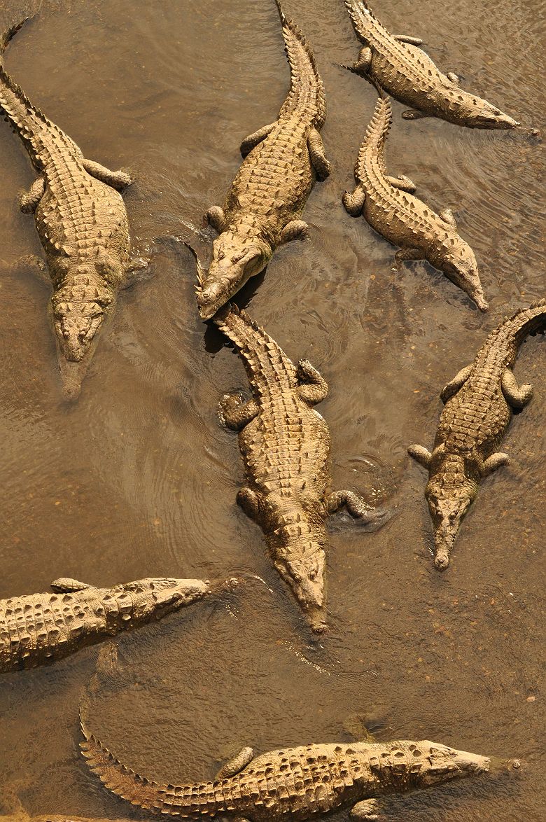 Crocodiles à Tarcoles