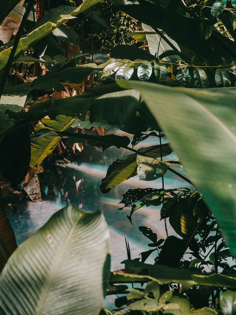Nature et verdure au Costa Rica
