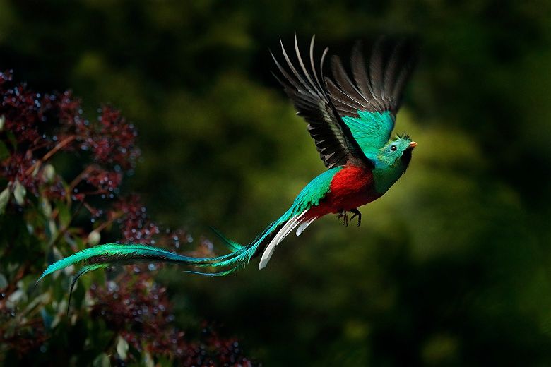 Portrait d'un Quetzal