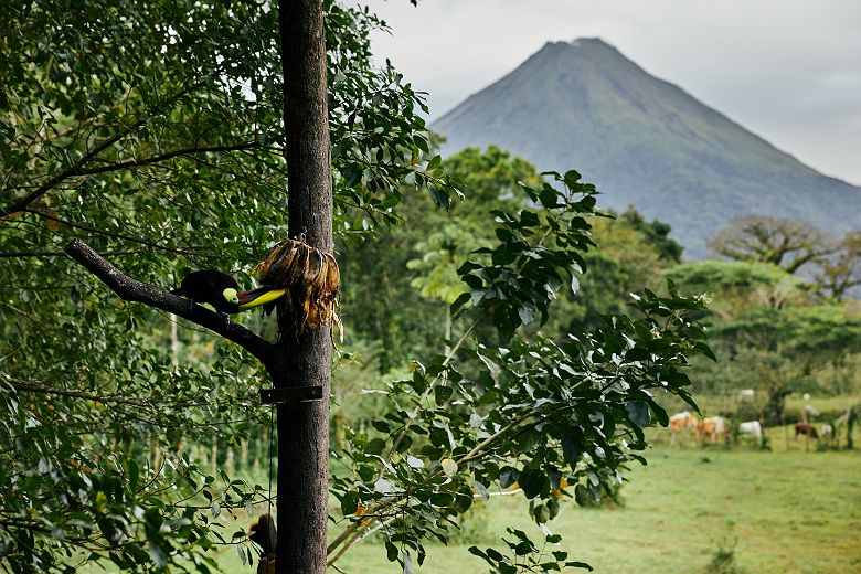 Toucan qui mange une banane avec volcan Arenal en fond